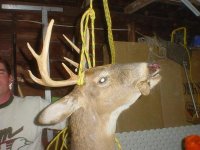 deer1.jpg