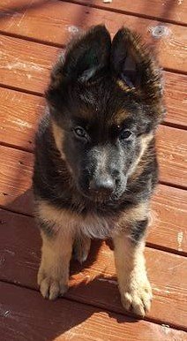 Guardie8weeks.jpg