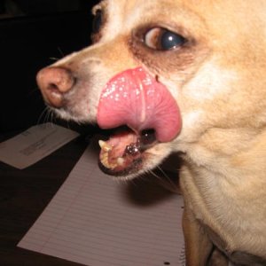 chiwahwah
