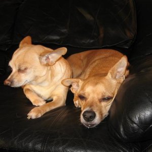 lazy dogs