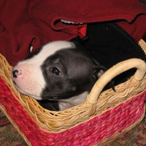 Pit pup