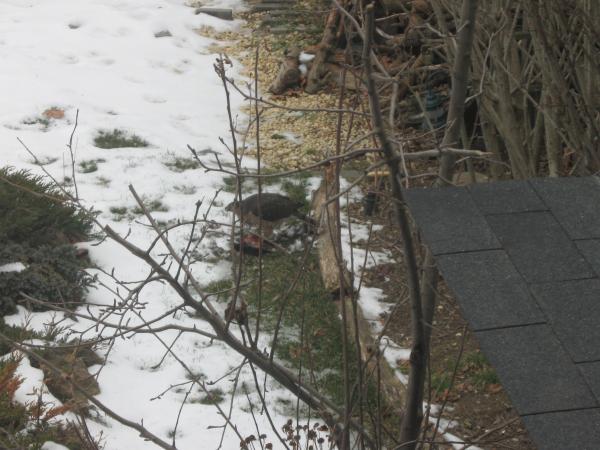 Hawk vs Pigeon