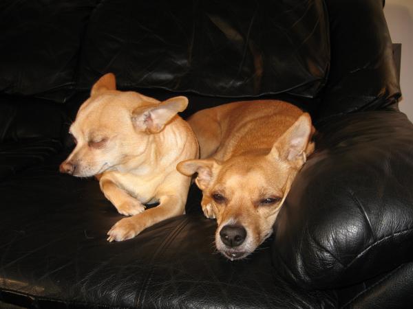lazy dogs
