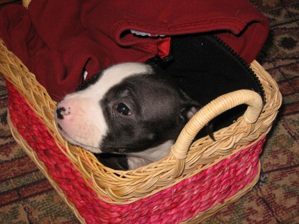 Pit pup