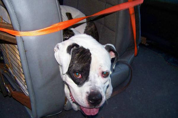 this is sasha in the two seats i got to replace mine.