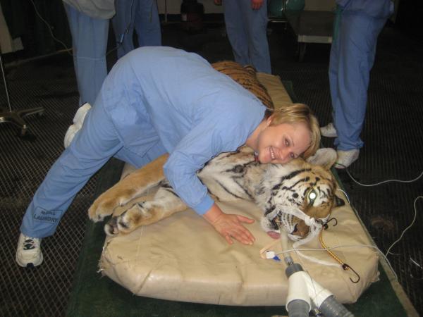 Tiger 003