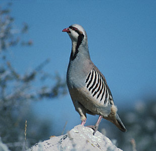 CHUKAR-1.jpg