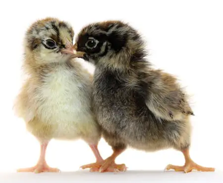 two_chicks.jpg