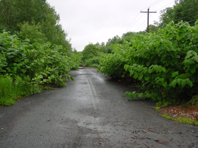 DSC00091.JPG