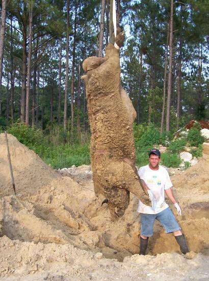 hogzilla.jpg