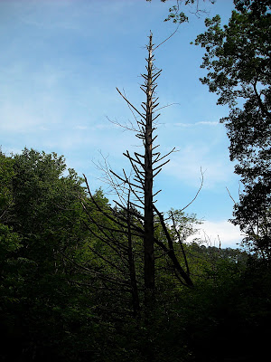 DSCN0431.JPG