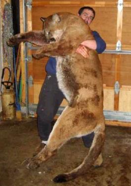 mountainlion_small.jpg