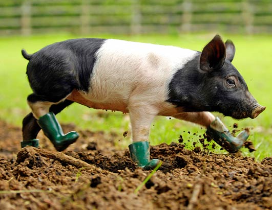 rpy_pig_in_boots_080611_ssh.jpg