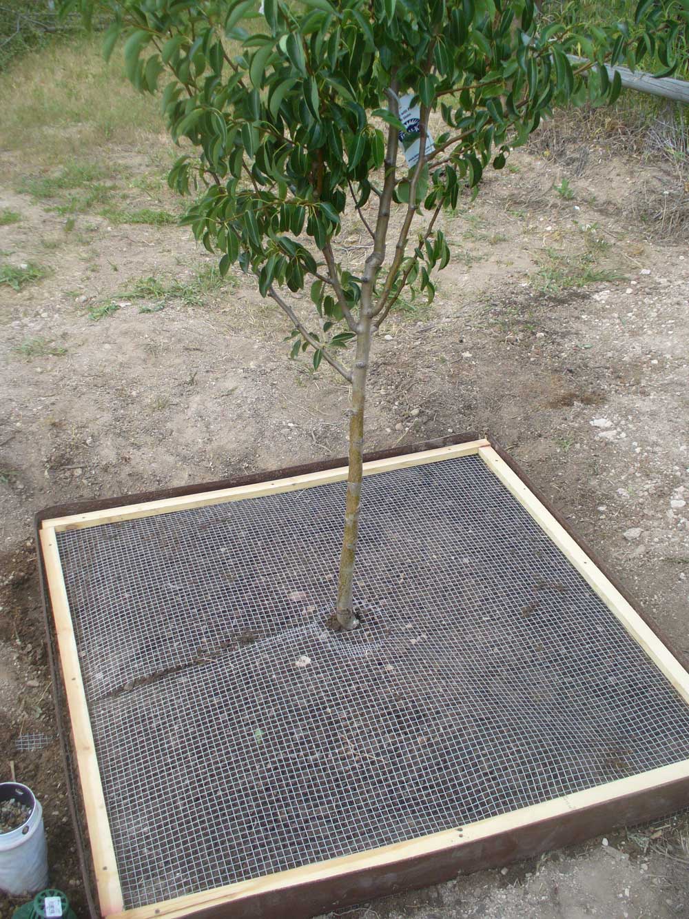 ToPlantAPearTree8OPT.jpg