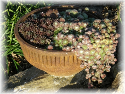 drum-planter.jpg