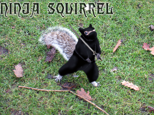 Ninja-Squirrel.jpg