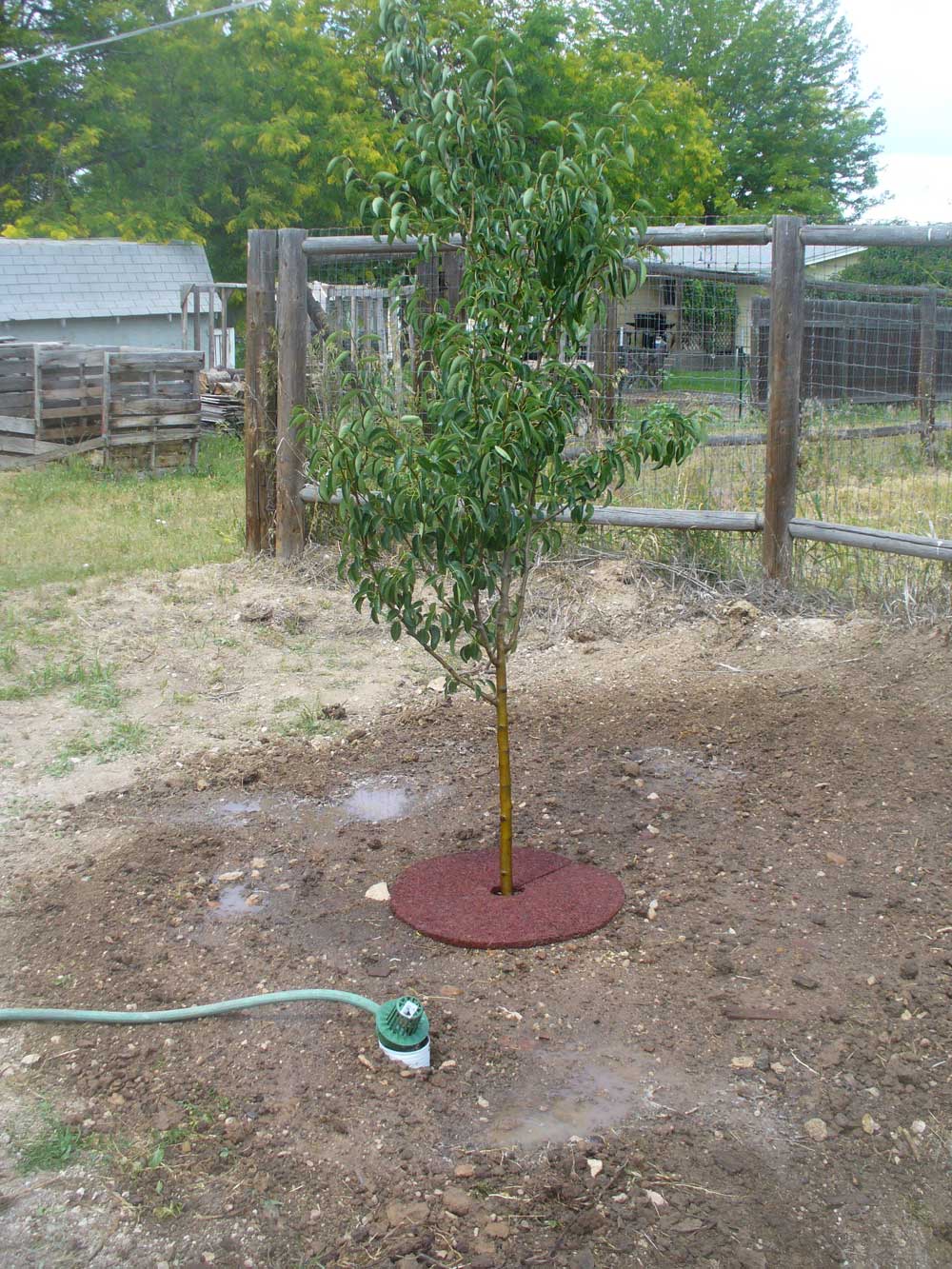 ToPlantAPearTree11OPT.jpg