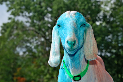 blue_goat.jpg