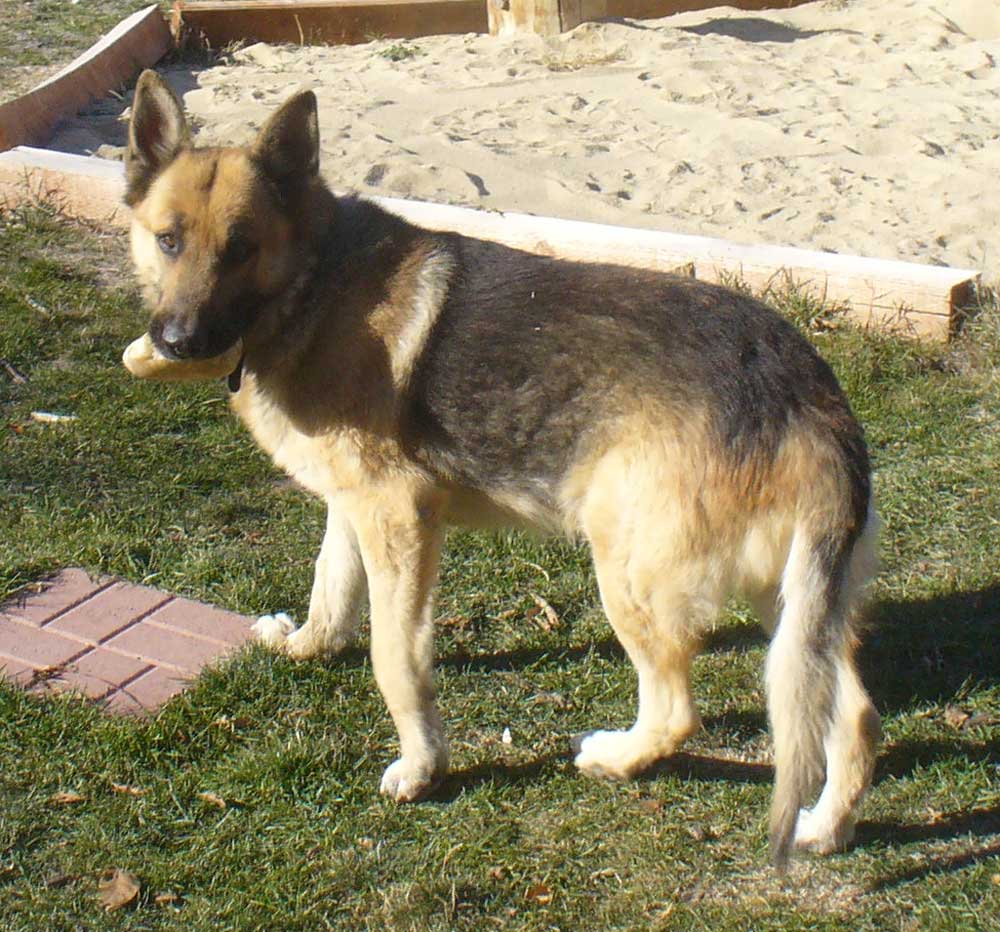 VarmintNo4NewChewToy1OPT.jpg