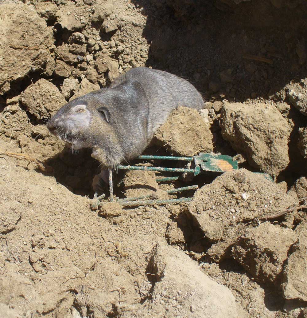 2ndGopher1OPT.jpg