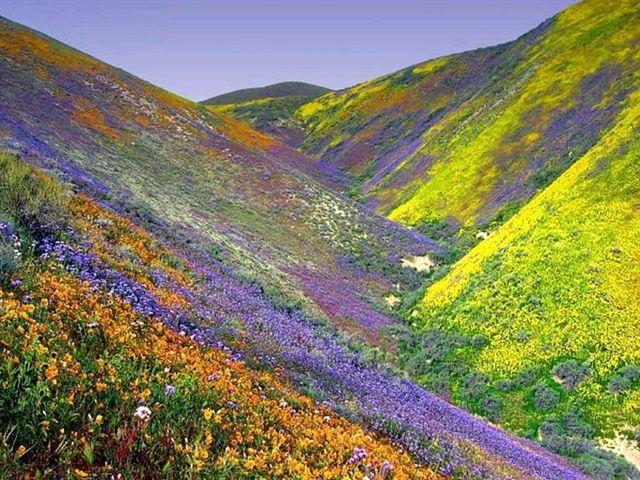 flowers.jpg