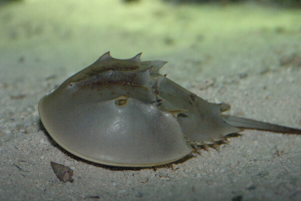 horseshoecrab.jpg