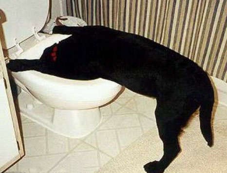 dogralph-vi.jpg