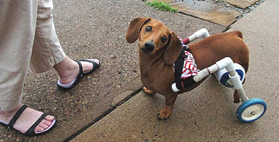 dog.jpg