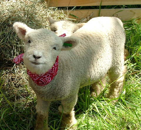 baby-doll-sheep.jpg