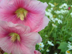 183351368_c89cf0e778_m.jpg
