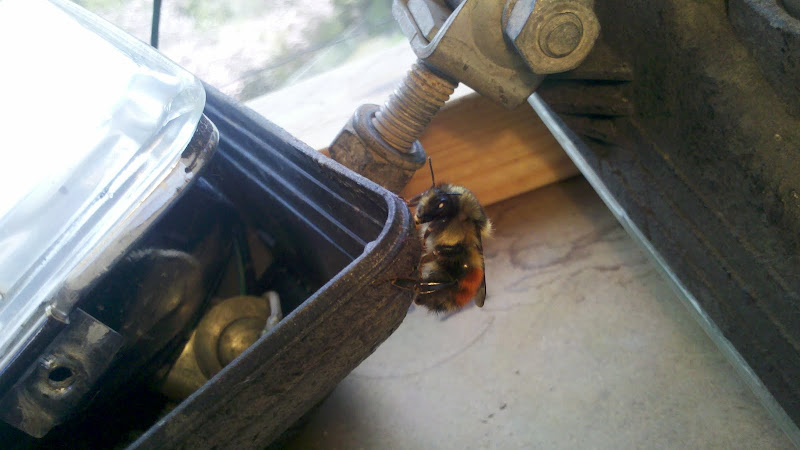 BumbleBee_02.jpg