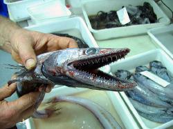 fish01.jpg