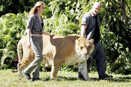 liger2.jpg