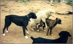 sheepdog.jpg